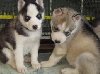 Sibirski štenci na prodaju ponuda Kućni ljubimci
