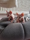 Sphynx mačići dostupni Dva. ponuda Kućni ljubimci