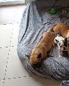 Französische Bulldoggen ponuda Kućni ljubimci