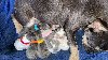 French Buldog Exotic Puppies for Reservation ponuda Kućni ljubimci