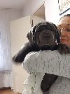 Napuljski Mastif, muški štenci potreba Kućni ljubimci