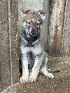 Čehoslovački vučji pas štenci ponuda Kućni ljubimci
