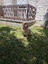 Zenka Labradora na prodaju ponuda Kućni ljubimci