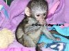 Prodajem zdrave bebe kapucin majmuna ponuda Kućni ljubimci