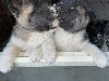 Američka Akita štenci ponuda Kućni ljubimci
