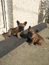 Muški štenci francuskog buldoga ponuda Kućni ljubimci