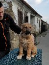 Srednjeazijski ovcar stene ponuda Kućni ljubimci