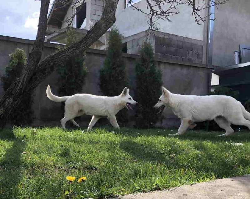 Beli Švajcarski ovčar štenci Slika 