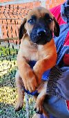 Presa Canario (Dogo Canario) psi potreba Kućni ljubimci