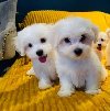 Prekrasni štenci maltezera spremni potreba Kućni ljubimci