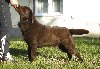 Labrador retriver, cokoladni stenci ponuda Kućni ljubimci