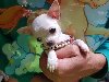 Mini Chihuahua . potreba Kućni ljubimci