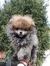 Pomeranci ,pomeranian ponuda Kućni ljubimci