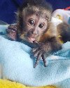 Kapucinski majmuni dostupni ponuda Kućni ljubimci