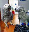Afričke sive papige na prodaju – ponuda Kućni ljubimci