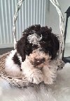 Lagotto Romagnolo štenci ponuda Kućni ljubimci
