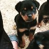 Na prodaju ROTVAJLERI, lepo odgajeni, ponuda Kućni ljubimci