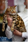 Bengalska mačka NOVO leglo potreba Kućni ljubimci