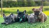 Francuski Buldog štenci u egzotičnim bojama potreba Kućni ljubimci