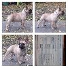 Francuski buldog, zreli psi ponuda Kućni ljubimci