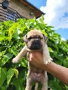 Bullmastiff, stenci ponuda Kućni ljubimci
