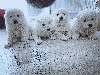 Sibirski samojed ponuda Kućni ljubimci
