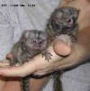 Prodajem majmune prstaste bebe marmozeta ponuda Kućni ljubimci
