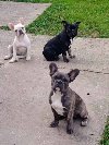 Francuski BULDOG  egzoticne boje, ponuda Kućni ljubimci