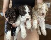 Lagotto Romagnolo štenci potreba Kućni ljubimci