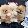 Mooie Pommerse puppy\'s voor goede huizen ponuda Kućni ljubimci