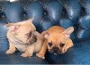 Mooie Franse Bulldog-puppy's potreba Kućni ljubimci