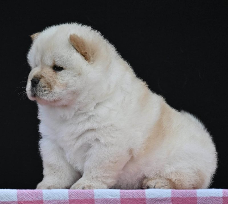 koliko koštaju štenci chow chow