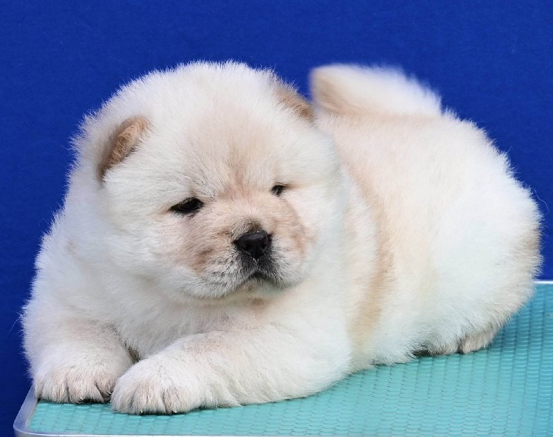 koliko koštaju štenci chow chow