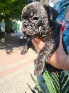 Francuski buldog stenci potreba Kućni ljubimci