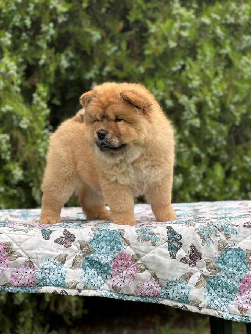 koliko koštaju štenci chow chow