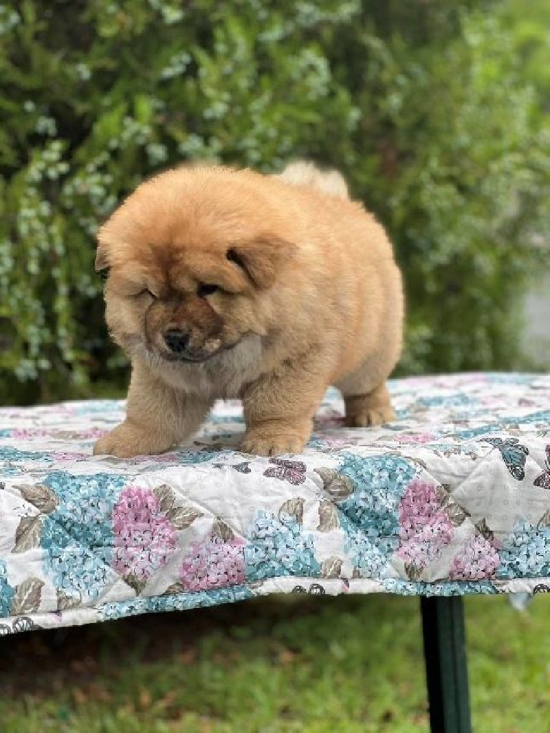 koliko koštaju štenci chow chow