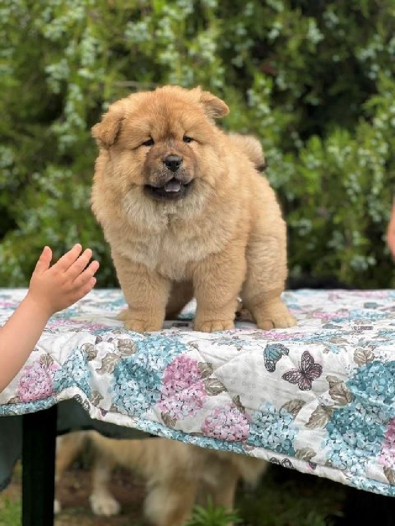 koliko koštaju štenci chow chow