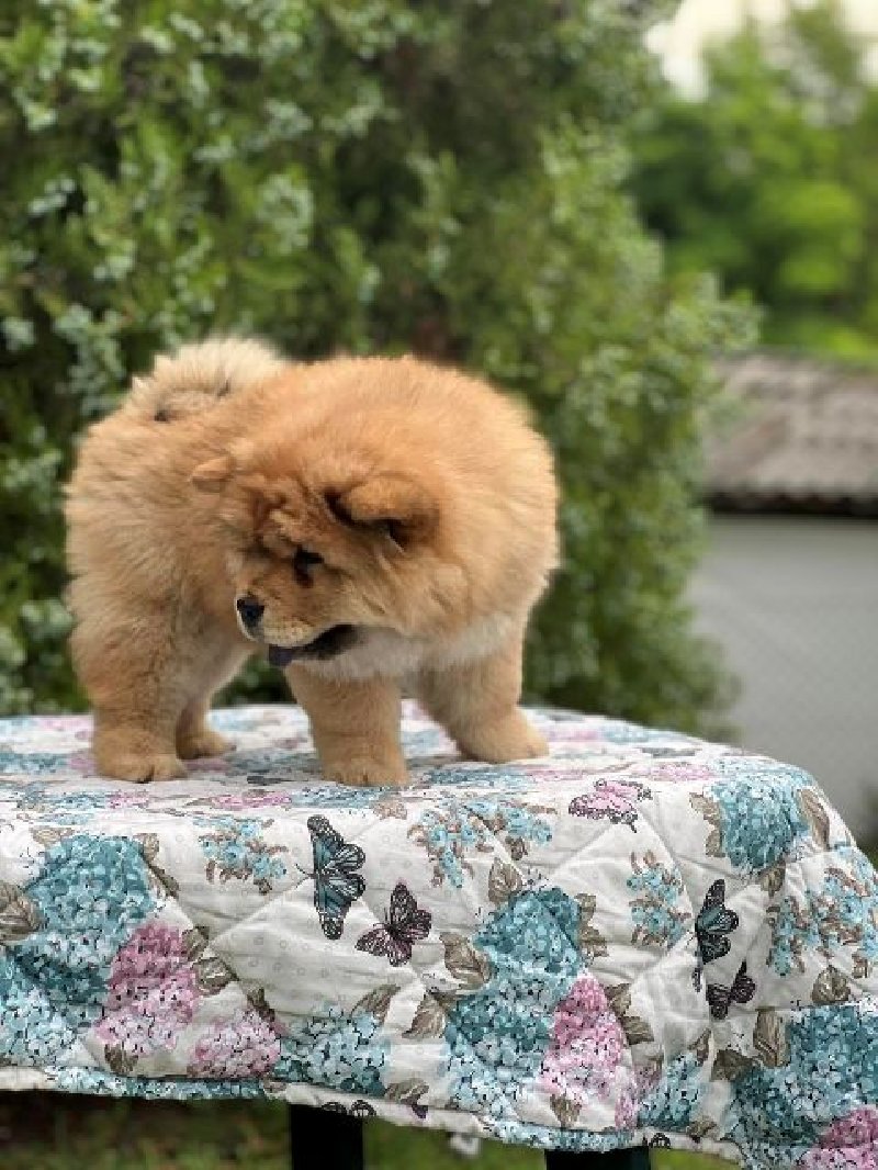 koliko koštaju štenci chow chow