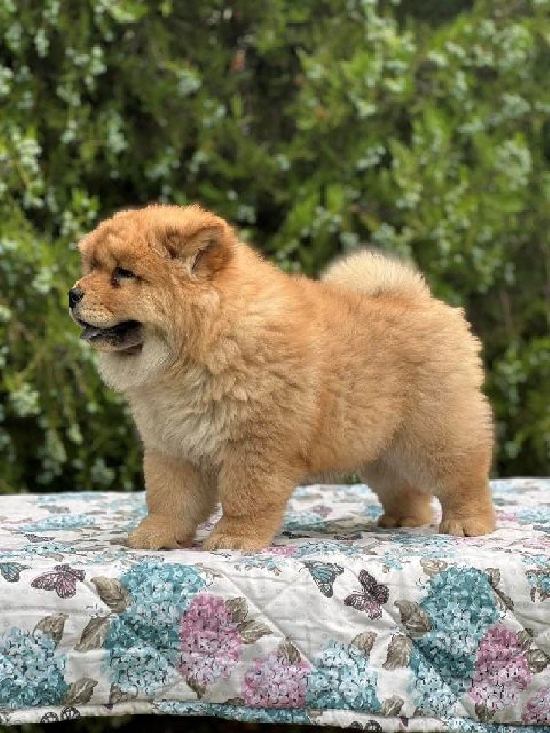 koliko koštaju štenci chow chow