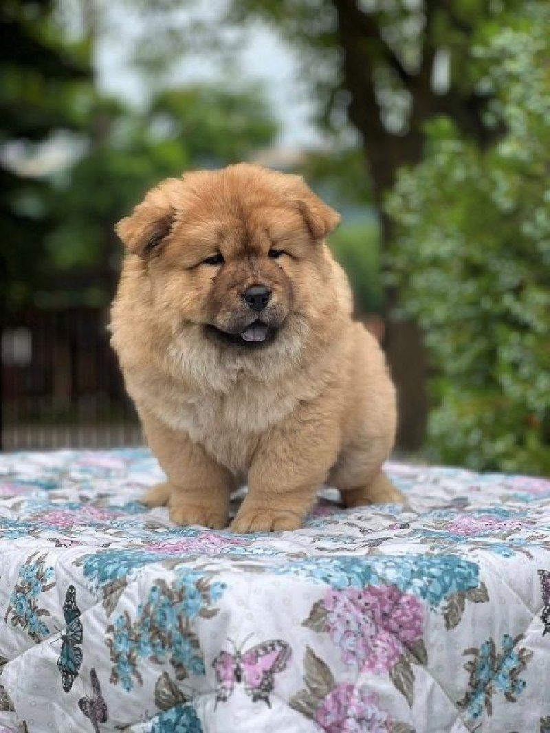 koliko koštaju štenci chow chow