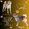 Shiba Inu stenci ponuda Kućni ljubimci