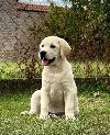 Labrador Retriver štenci - ženke ponuda Kućni ljubimci