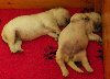 Zlatni retriver muško štene sa rodovnicom ponuda Kućni ljubimci