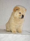 Chow Chow (Čau Čau) štenci potreba Kućni ljubimci