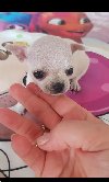 Princess mini civave potreba Kućni ljubimci