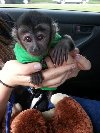 Zdrav majmun kapucin ponuda Kućni ljubimci