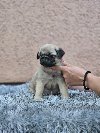 Mops prelepi štenci ponuda Kućni ljubimci