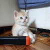 Britanska kratkodlaka mačka ponuda Kućni ljubimci
