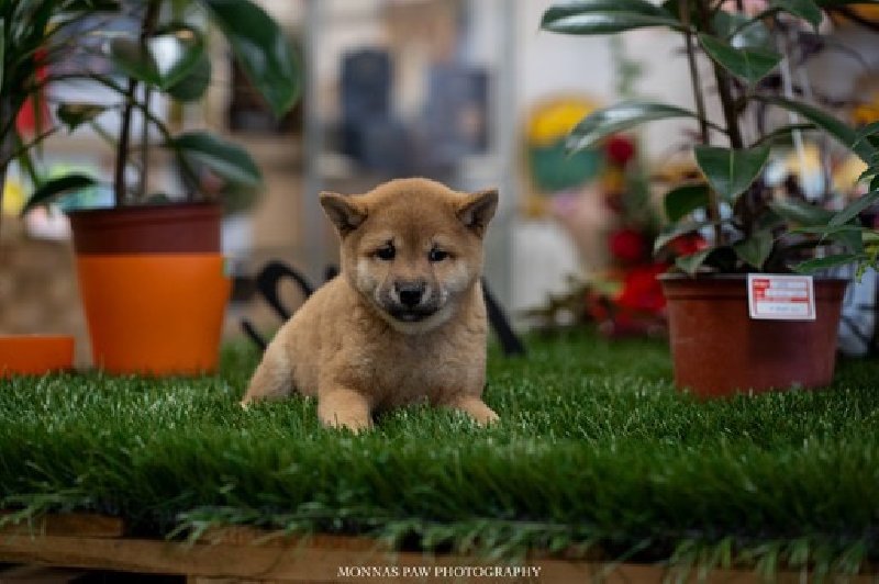 Shiba Inu štenci vrhunskog kvaliteta Slika 
