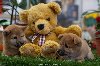 Shiba Inu štenci vrhunskog kvaliteta ponuda Kućni ljubimci